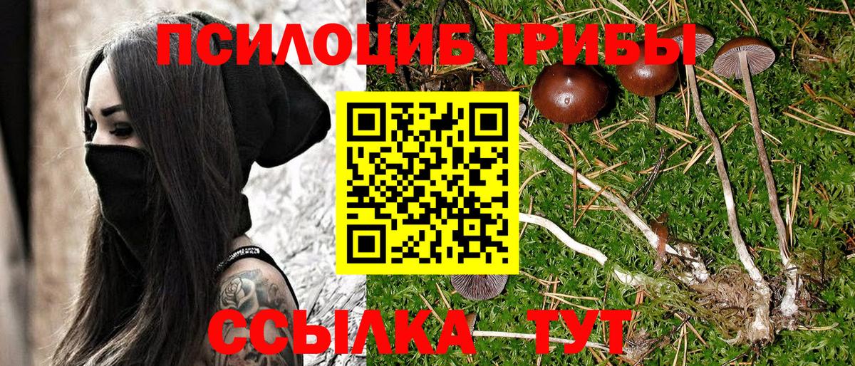Псилоцибиновые грибы прущие грибы Санкт-Петербург